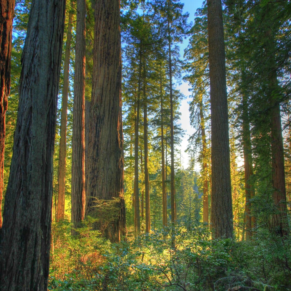 Headwaters Forest Reserve, California